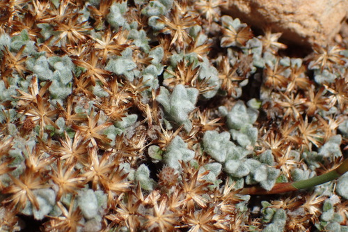 Image of Helichrysum saxicola by (c) Nicola van Berkel, some rights reserved (CC BY-SA)