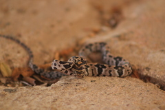 Trimorphodon biscutatus