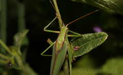 Hyperophora brasiliensis
