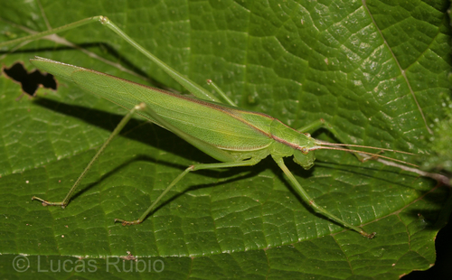 Hyperophora brasiliensis