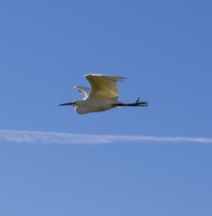 Egretta garzetta