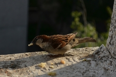 Passer domesticus