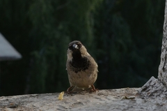 Passer domesticus