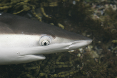 Carcharhinus obscurus