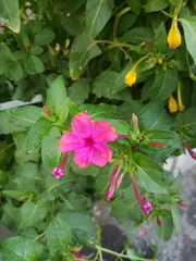 Mirabilis jalapa