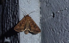 Ichneutica morosa