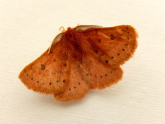 Anthela ferruginosa