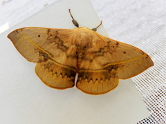 Anthela varia