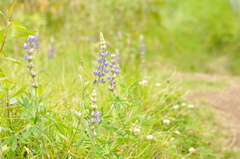 Lupinus pubescens