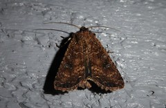 Ichneutica morosa