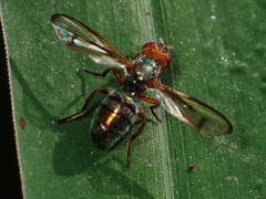 Senopterina caerulescens