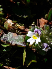 Euphrasia hirtella