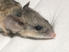 Peromyscus eremicus