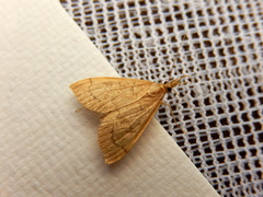 Metasia dicealis