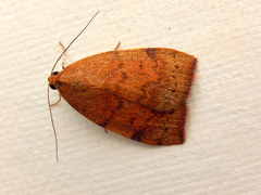 Detounda leptoplasta