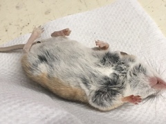 Peromyscus eremicus