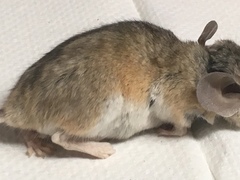Peromyscus eremicus