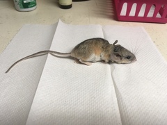 Peromyscus eremicus