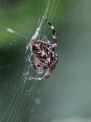 Araneus diadematus
