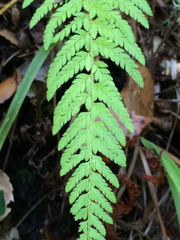 Polystichum dudleyi
