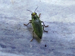 Chrysodema dalmanni
