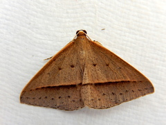 Epidesmia chilonaria