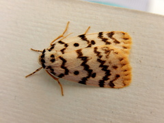 Hectobrocha pentacyma