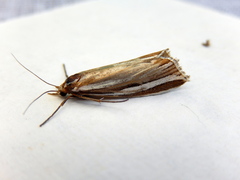 Hednota bivittella