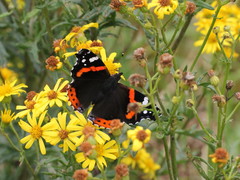 Vanessa atalanta