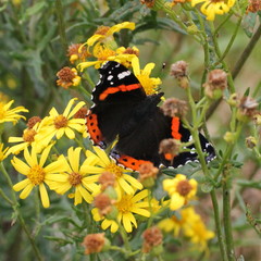 Vanessa atalanta