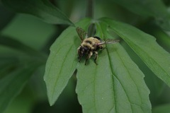 Laphria sacrator