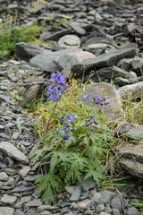 Delphinium middendorffii