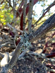 Hypogymnia gracilis