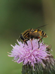 Helophilus pendulus