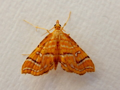 Musotima ochropteralis