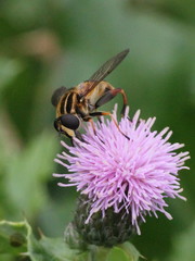 Helophilus pendulus