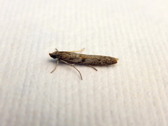 Homoeosoma vagella