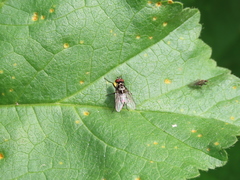 Anthomyia pluvialis