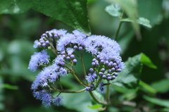 Aristeguietia lamiifolia