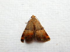 Pseudozarba orthopetes