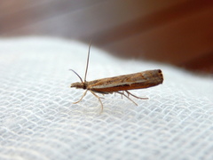 Ptochostola microphaeellus