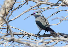 Coua cristata pyropyga