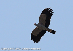Polyboroides radiatus