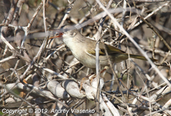 Thamnornis chloropetoides