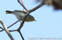 Neomixis tenella debilis