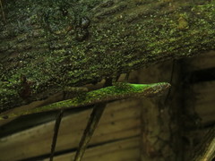 Anolis anchicayae
