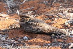 Caprimulgus madagascariensis madagascariensis