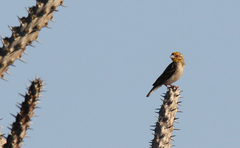 Ploceus sakalava