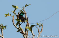 Cinnyris sovimanga apolis