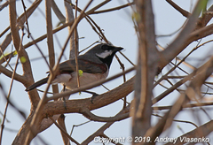 Calicalicus madagascariensis
